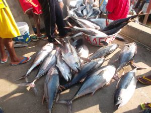 Les poissons au port de pêche de Cotonou