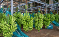 Cameroun : Baisse des exportations de bananes.