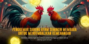 Mengenal Jenis Ayam Aduan Terbaik di SV388 Sabung Ayam
