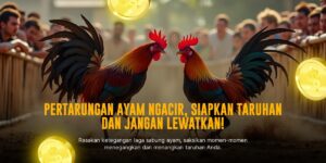 Mengenal Jenis Ayam Aduan Favorit di SV388 Sabung Ayam